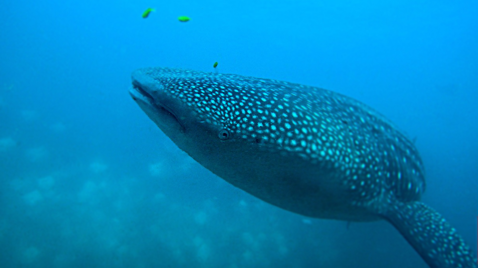 Tiburon Ballena