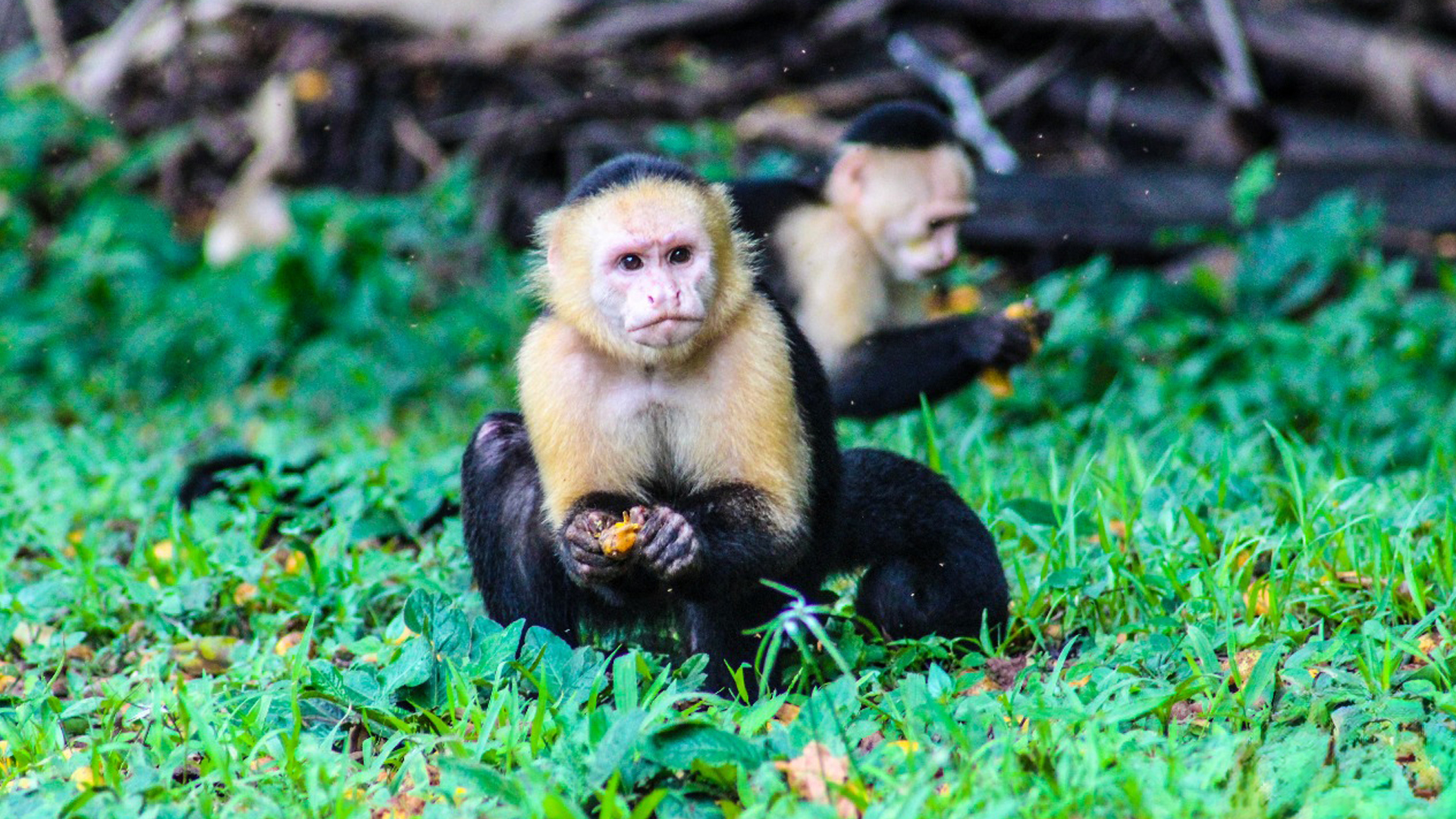 Mono Titi en Coiba