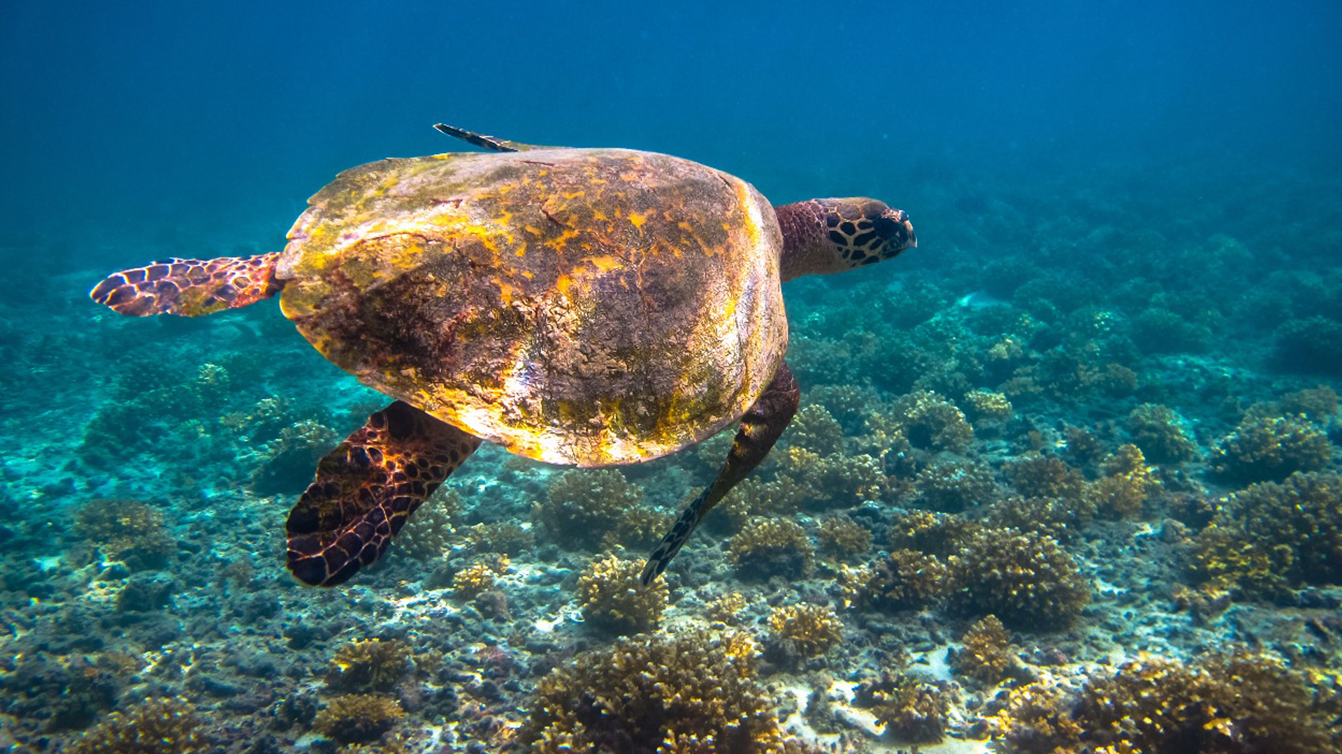 Tortuga